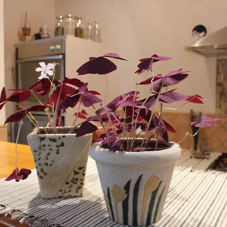 Apartment Sali *